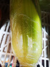 滇味十足（DIANWEISHIZU）水果玉米甜玉米云南金银双色新鲜甜嫩水果玉米棒鲜玉米茄果瓜 金银双色 【精选5斤】（净重 约5-9根） 实拍图