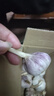 精品金乡紫皮大蒜新鲜干蒜大蒜头蔬菜调料调味大果4.5-5cm 精品大蒜半斤装 实拍图