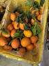 京鲜生 麻阳冰糖橙 净重8斤 单果60mm+  生鲜水果 源头直发包邮 实拍图