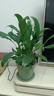 行湘白掌绿植盆栽桌面花卉水培 白掌+白色塑料泡泡吸水盆 源头直发 实拍图
