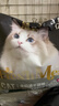 亿迪猫粮冻干幼猫成猫10斤全价英短蓝猫布偶老年猫国产通用全阶段5kg 实拍图