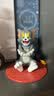 52TOYS TOM&JERRY倒霉的TOM可动盲盒发条公仔整盒4个钜惠促销 实拍图
