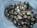 鲜京采 鲜活文蛤 净重3斤 每斤约20只 蛤蜊生鲜海鲜 源头直发 年货送礼 实拍图