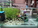 异景园 仿真珊瑚礁石鱼缸造景假山贝壳假珊瑚鱼缸装饰水族箱海水缸摆件 实拍图