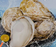 乳山牡蛎 鲜活乳山生蚝2XL 净重3斤 9-12只 生鲜海鲜 年货送礼 源头直发 实拍图