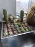墨一多肉植物室内带盆组合小盆栽带桩大颗好养活多品种花卉绿植营养土 【店长优选】50颗不重复 实拍图