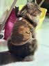 玫斯猫粮（metz）幼猫/成猫猫粮猫全猫粮奶糕英短美短全价美毛 pro系列升级款 全猫粮 (10KG) 实拍图
