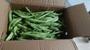 【东东买菜】新鲜四季豆无筋豆现摘豆青豆角炒菜农家当季蔬菜整箱 云南高山四季豆净重5斤【家庭实惠装】 实拍图
