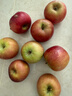 正宗山东红富士苹果丑苹果新鲜水果当季脆甜冰糖心苹果嘎啦果 带箱2斤55mm+ 实拍图