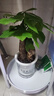 发财树盆栽大植物室内办公室桌面客厅小盆景招财树苗绿植花卉盆栽 三杆发财树 5-8cm【透明储水盆】 【送肥料】 实拍图