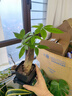 【带盆高度约15-25cm】发财树盆栽室内植物客厅办公室吸甲醛好养 单杆发财树+塑料四方舍得盆+小方底座 花盆直径约8cm 实拍图
