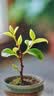 通沭小叶紫檀室内盆栽绿植四季常青植物花卉 小叶紫檀+早安盆源头直发 实拍图