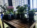 晶琳阳台花架防腐木花架户外双层花凳碳化实木花架室外落地室内置物架 双层花架长120*宽50*高100cm 实拍图
