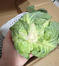高原夏菜新鲜包菜卷心菜绿甘南菜甘蓝圆白菜时令蔬菜健康营养早餐 3斤带箱农家好菜 实拍图