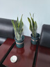 花盆绿植盆栽加厚塑料简约多肉小盆阳台客厅月季玫瑰大号家用花盆 高款1.5加仑(口径17cm)2个盆 配套托盘 实拍图