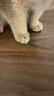 派迪诺宠物猫咪狗狗营养护肤美毛套装猫犬鱼油片200片+维生素200片 实拍图