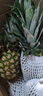 京鲜生  海南金钻凤梨 4粒装 单果2斤起 春节也送货 实拍图