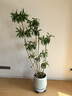 叹为观止大型植物发财树各种大颗盆栽开业乔迁客厅办公室内好养大型花卉 百合竹【1.3-1.5米】 含盆 实拍图