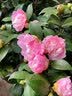 盆栽茶花苗 四季香妃茶花盆栽带花苞浓香型庭院室内好养五色赤丹树苗花卉植物 精品五色茶花 2年苗 实拍图