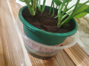 花盆绿植盆栽加厚塑料简约多肉小盆阳台客厅月季玫瑰大号家用花盆 矮款1加仑(口径15cm)1个盆 不带托盘 实拍图