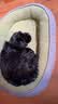【京东快递】猫窝狗窝四季中大犬垫子隔凉狗狗宠物窝垫可拆洗沙发 草绿色 M- 50*40cm 适合10斤内宠物 实拍图