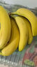 佳农 进口大把香蕉净重2.4斤 家庭装 生鲜水果 源头直发 包邮 实拍图