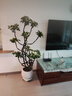 叹为观止大型植物发财树各种大颗盆栽开业乔迁客厅办公室内好养大型花卉 造型鸭脚木【1.5-1.7米】 含盆 实拍图