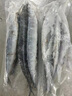 深海秋刀鱼 新鲜海捕船冻锁鲜无冰日式料理海鲜烧烤食材 生鲜鱼类 海捕秋刀鱼1斤（5-7条/斤） 实拍图