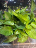 【绿萝盆栽】吸甲醛净化空气水培绿植物懒人花卉好养搬家礼物全 【爆款2盆】绿萝+白色南瓜盆自吸水 整体含盆高度20-25cm 实拍图