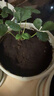 漫生活草莓土15L专用营养土花土种菜土绿植果蔬有机种植土阳台盆栽土壤 实拍图