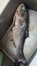 品吉味【吉林特产馆】东北特产  查干hu冬捕胖头鱼 淡水湖鱼 顺丰空运 5-6斤 1条 礼盒装 实拍图