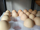 1号会员店One's Member叶黄素可生食标准鲜鸡蛋 20枚 单枚55g 源头直发 实拍图
