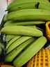 广东高山香蕉当季新鲜生鲜水果薄皮青蕉现摘现发水果源头产地直发 【5斤装】广东高山甜香蕉 实拍图