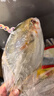东上御品 国产 新鲜冷冻海鱼国产大号金鲳鱼净重500-600g/条*3条-源头直发 实拍图