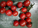 千禧圣女果新鲜小番茄樱桃小柿子孕妇水果现摘现发新鲜蔬菜 新鲜圣女果净重 1斤 带箱 实拍图