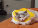 华元宠具（hoopet）猫咪伊丽莎白圈幼猫项圈宠物狗狗圈颈圈脖圈头套犬耻辱圈防舔头罩 实拍图