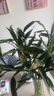 富贵竹龙竹转运竹红竹绿植春节装饰年宵花送礼礼物情人节 绿色水培富贵竹60cm5枝 实拍图