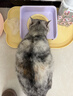 星益生趣（STELLA&CHEWY'S）美国进口猫粮sc猫粮星益生趣猫粮RC冻干涂层全价无谷鸡肉4.54kg 实拍图