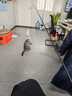 欢宠网猫玩具猫咪1.8m逗猫棒长杆羽毛铃铛自嗨解闷神器猫猫小猫幼猫宠物 实拍图