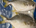 翔泰 海南金鲳鱼净重900g 2条装  年货节鱼类生鲜 火锅食材 海鲜水产  实拍图