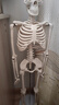 蓝蝶85cm人体骨骼模型 全身骨架人体模型成人小骷髅教学脊柱模型仿真小白骷髅标本正骨健身房瑜伽展示 85cm人体骨骼（无神经款） 实拍图