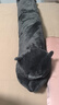 野兽派家居（tbh）懒蓝猫长条抱枕 枕头靠垫家用客厅沙发腰枕床头靠枕礼物 懒蓝猫条形抱枕22X115cm 0cm*0cm 含枕芯 实拍图