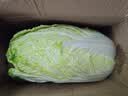 【霜打菜】新鲜大白菜黄心大白菜更甜早餐火锅超市京东包邮 河南大白菜 4-6斤净重 实拍图