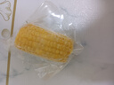 当季新货头茬东北黄甜糯玉米棒真空包装低脂黄糯大棒甜东北黏苞米 黑土地黄糯玉米【120-160克】1根 实拍图
