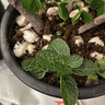 花盆绿植盆栽加厚塑料简约多肉小盆阳台客厅月季玫瑰大号家用花盆 矮款5加仑(口径25cm)2个盆 配套托盘 实拍图