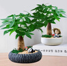 发财树盆栽大植物室内办公室桌面客厅小盆景招财树苗绿植花卉盆栽 三杆发财树 5-8cm【透明储水盆】 【送肥料】 实拍图
