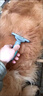 优观宠物狗狗梳子专用梳毛神器猫刷子柴犬柯基小型犬去浮毛刷狗毛用品 蓝灰色祛毛梳 实拍图