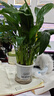年宵花【热销款】白掌一帆风顺盆栽水培植物绿植过年装饰摆件年货 【店主推荐】特级白掌6-8株带花+早安盆+营养液 实拍图