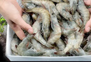 东上御品虾 青岛大虾基围虾鲜活青虾白虾海虾对虾冰虾冻虾生鲜 虾类 海鲜 3斤(净重)  气冻大虾【活虾速冻】 15-18cm【单只超大虾】 实拍图