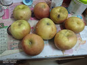 京鲜生 新疆阿克苏冰糖心苹果 净重9斤 果径75mm 新鲜水果 实拍图